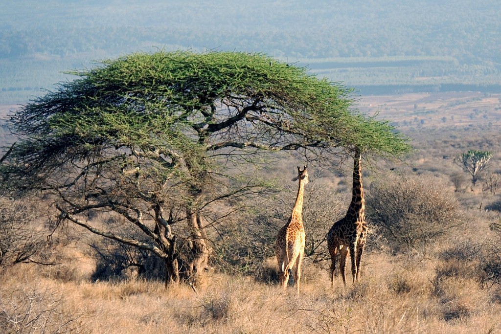 Kenia (262).jpg